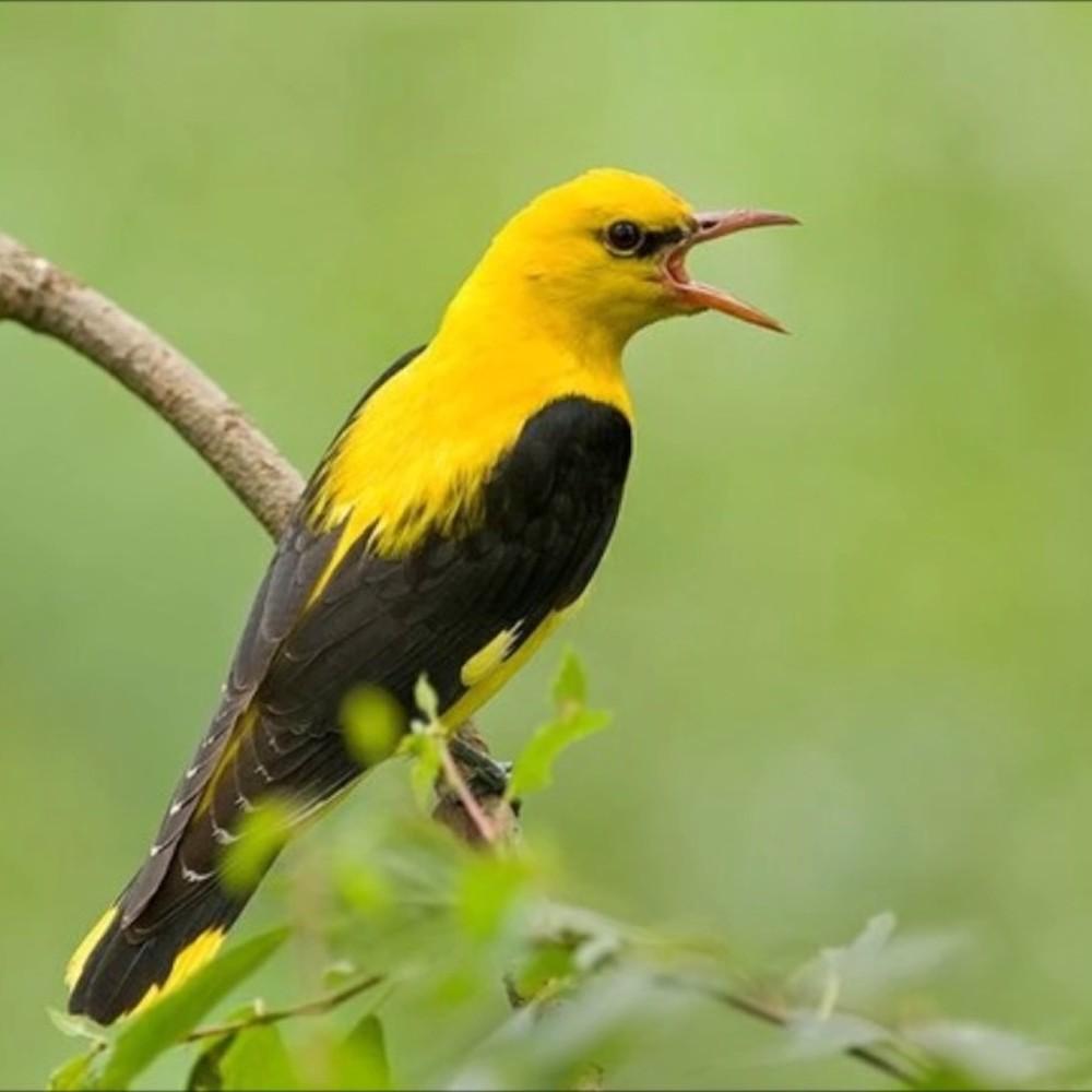 Loriot en céramique "Papa-Figos"