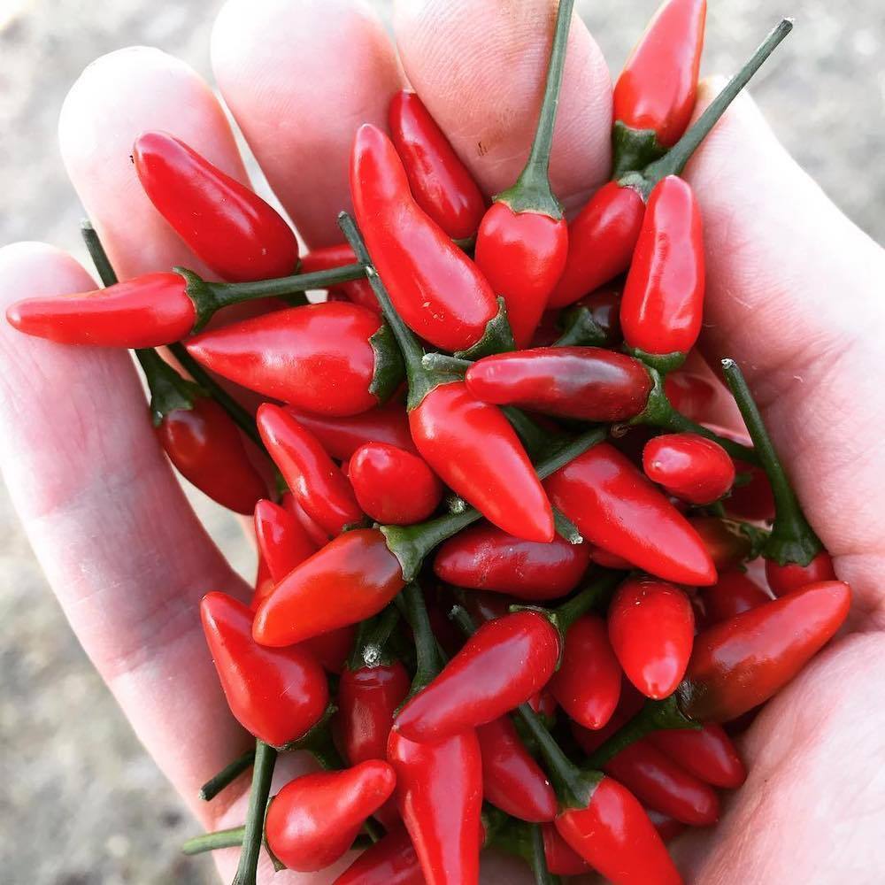 Portuguese Piri Piri - Strong