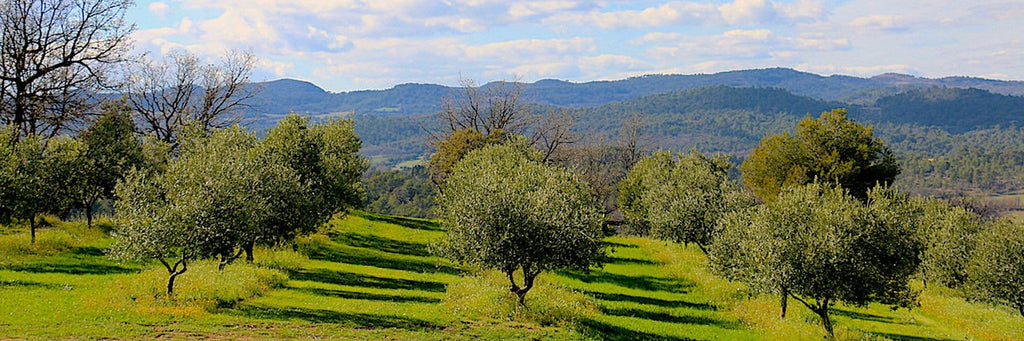 Les huiles d'olive portugaises... Elles sont parmi les meilleures au monde ?