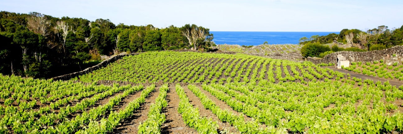 Vins de la région de Lisboa