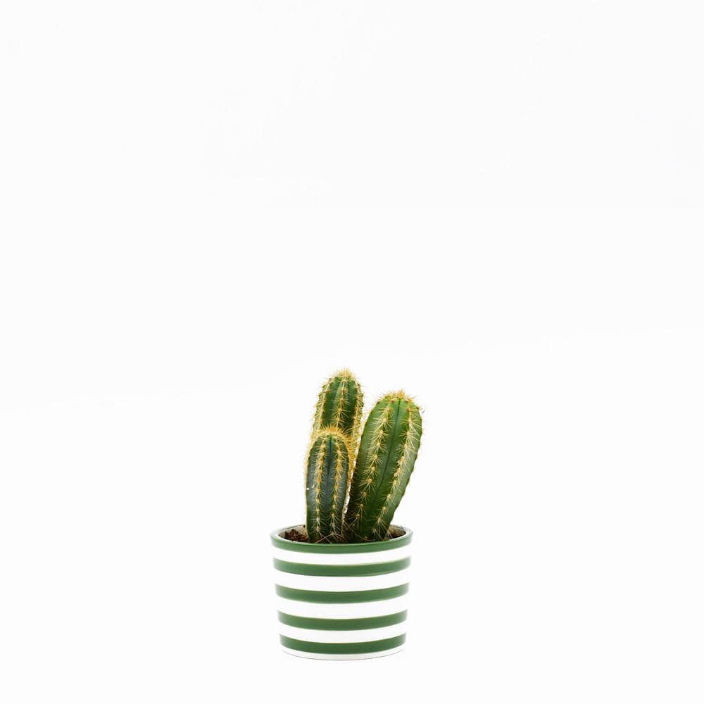 Pot à cactus en céramique du Portugal Pot en céramique "Costa nova" - Vert