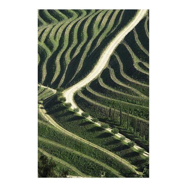Photo d'art signée "Vinyards"