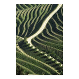 Photo d'art signée "Vinyards"