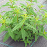 Verveine citronnelle BIO (Lúcia-Lima)
